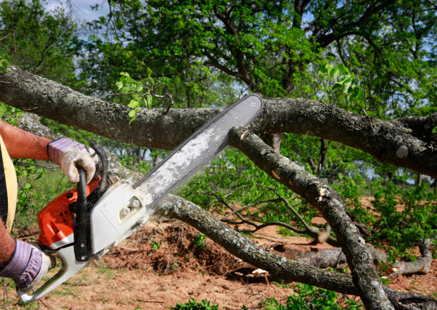 Best Leaf Removal  in Port Reading, NJ